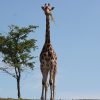 Giraffen Im Adventure Zoo Emmen - Wildlands mit Warum Haben Giraffen Einen Langen Hals