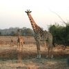 Giraffen – Wikipedia für Warum Haben Giraffen Einen Langen Hals