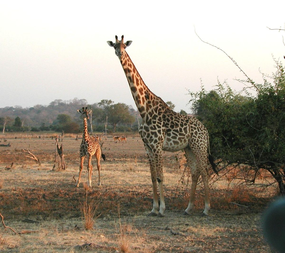 Giraffen – Wikipedia in Warum Hat Die Giraffe Einen Langen Hals