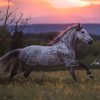 Gnadenhof Pferde Kostenlos Downloaden | Bilder Und Sprüche bei Pferde Bilder Kostenlos Herunterladen