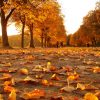 Goldene Zeiten | Avlivet innen Warum Fallen Im Herbst Die Blätter Von Den Bäumen