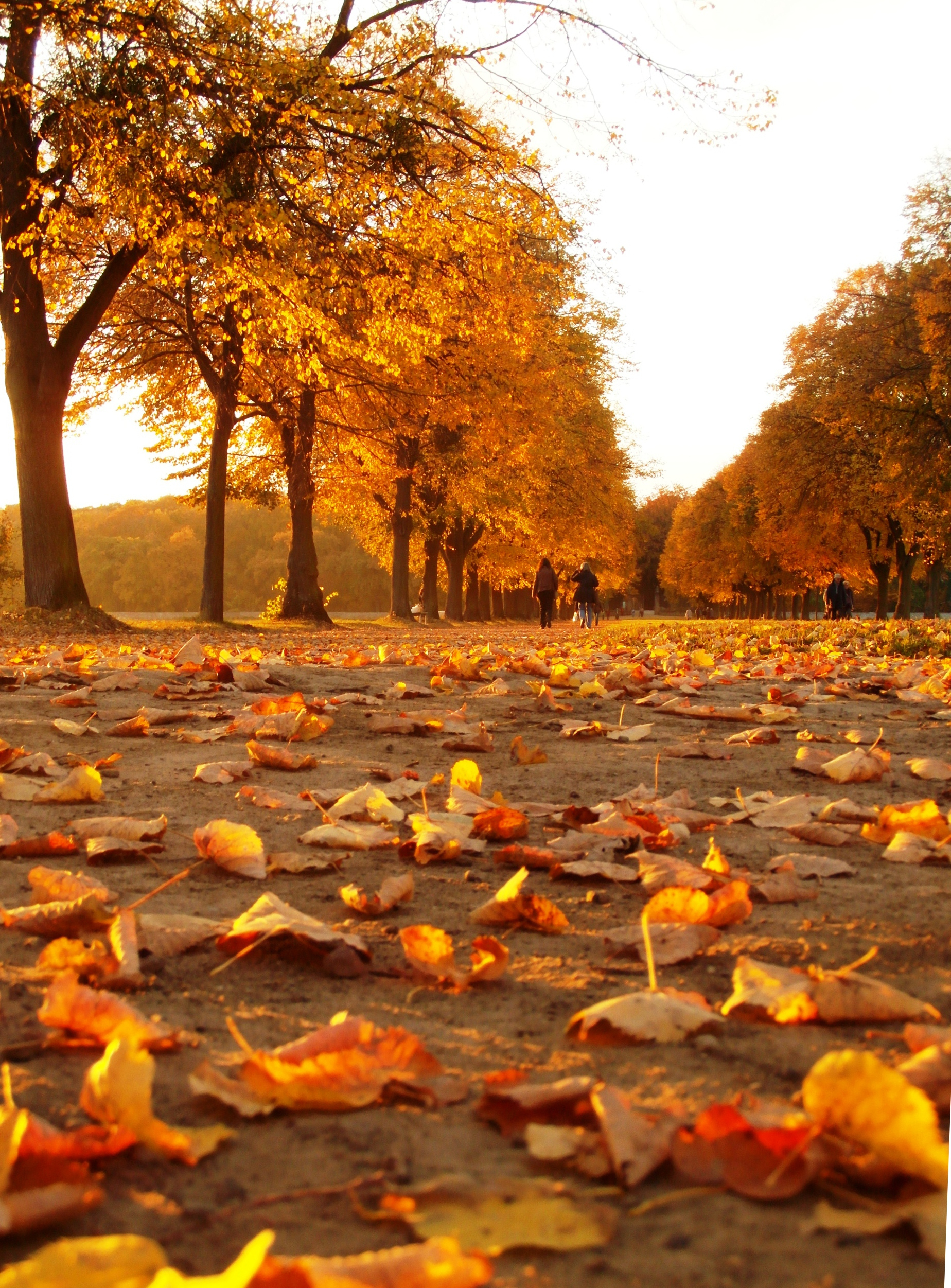 Goldene Zeiten | Avlivet innen Warum Fallen Im Herbst Die Blätter Von Den Bäumen