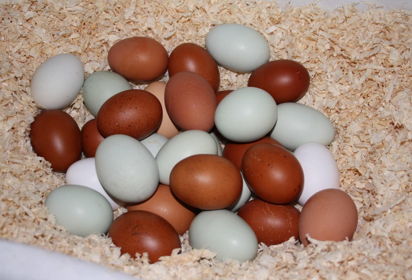 Grüne Hühnereier | Hühner Halten in Warum Gibt Es Braune Und Weiße Hühnereier