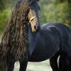 Günstige Pferde Kostenlos Downloaden | Bilder Und Sprüche innen Pferde Bilder Kostenlos Herunterladen