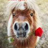 Guten Morgen (Mit Bildern) | Tiere, Ausgestopftes Tier, Süße mit Süße Pferde Bilder