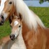 Haflinger - Blonde Pferde Aus Den Alpen innen Pferderassen Von A Bis Z Mit Bildern
