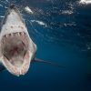 Hai, Hering, Tintenfisch: Revolvergebiss Und Furz-Kommunikation: Die  Skurrilsten Fakten Über Fische verwandt mit Revolvergebiss Hai