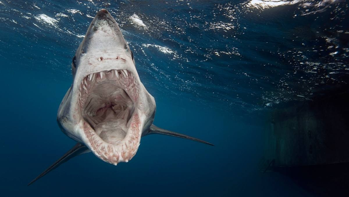 Hai, Hering, Tintenfisch: Revolvergebiss Und Furz-Kommunikation: Die  Skurrilsten Fakten Über Fische verwandt mit Revolvergebiss Hai