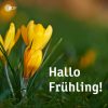 Hallo Frühling Bilder | Bilder Und Sprüche Für Whatsapp Und ganzes Lustige Frühlingsbilder Kostenlos