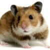 Hamister | Gratis Hamster Bilder, Gratis Hamster Foto - 1024 mit Tierbilder Gratis