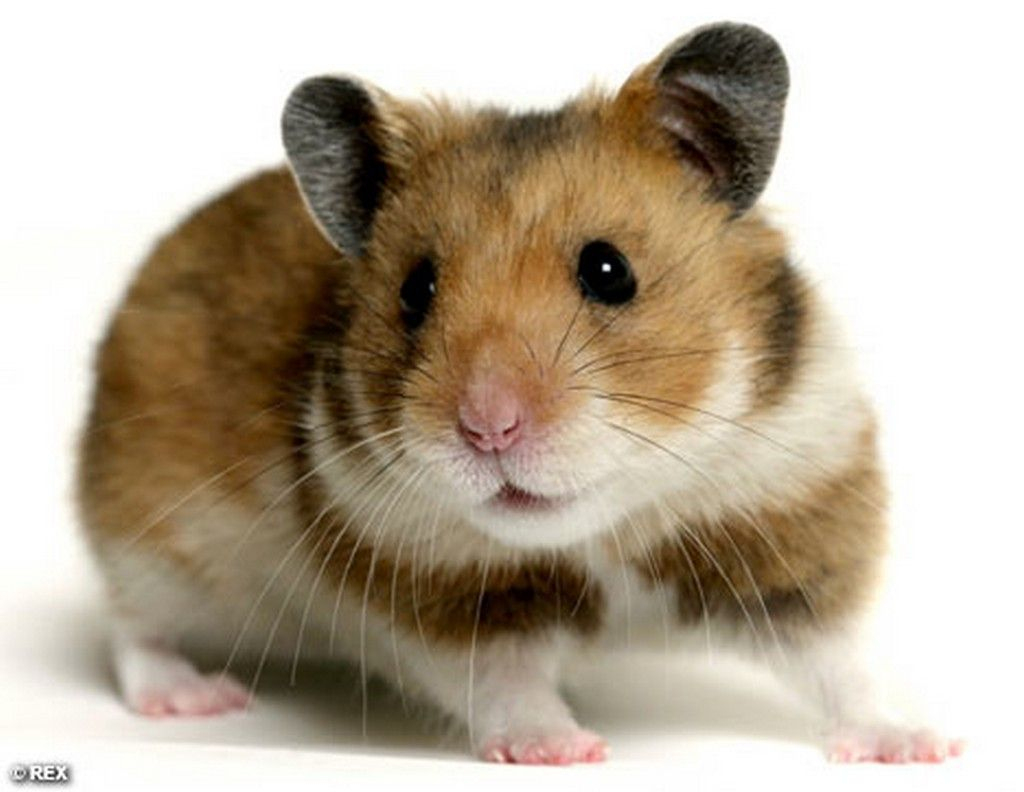 Hamister | Gratis Hamster Bilder, Gratis Hamster Foto - 1024 mit Tierbilder Gratis