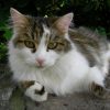 Hauskatze – Wikipedia verwandt mit Katzenbilder Zum Ausdrucken