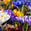 Hd Frühling Hintergrundbilder Fruhjahr | Hd Hintergrundbilder ganzes Frühlingsbilder Kostenlos Downloaden