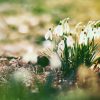 Hd Frühling Hintergrundbilder Fruhjahr | Hd Hintergrundbilder innen Frühlingsbilder Kostenlos Downloaden