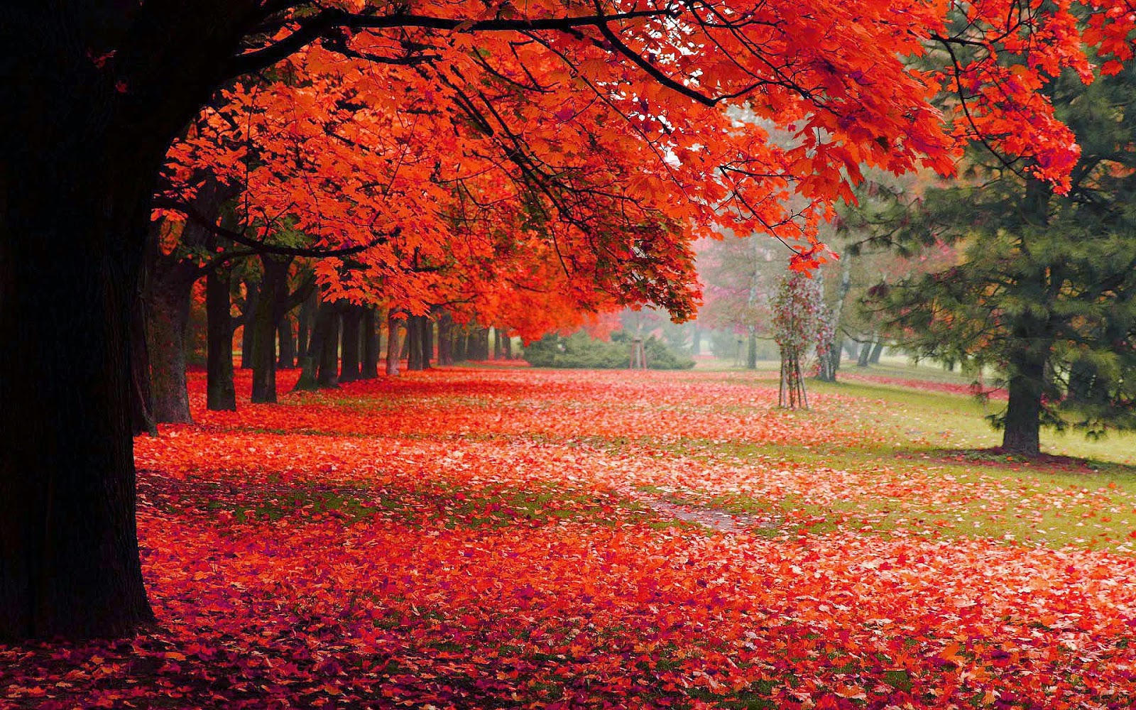 Hd Herbst Hintergrundbilder | Hd Hintergrundbilder ganzes Schöne Herbstbilder Kostenlos