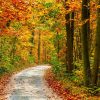 Hd Herbst Hintergrundbilder | Hd Hintergrundbilder über Schöne Herbstbilder Kostenlos