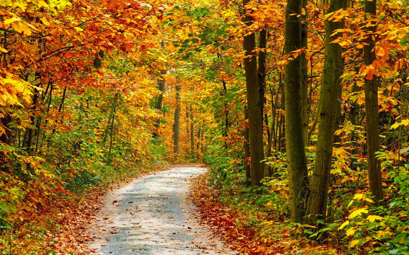 Hd Herbst Hintergrundbilder | Hd Hintergrundbilder über Schöne Herbstbilder Kostenlos