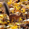 Hd Herbst Hintergrundbilder (Mit Bildern) | Herbsttiere bestimmt für Schöne Herbstbilder Kostenlos