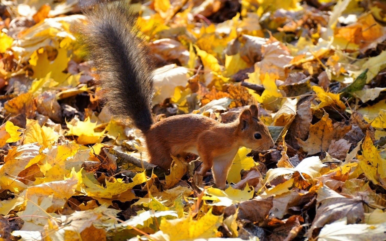 Hd Herbst Hintergrundbilder (Mit Bildern) | Herbsttiere bestimmt für Schöne Herbstbilder Kostenlos