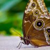 Hd Hintergrundbilder Schmetterling Braun Muster Flügel verwandt mit Schmetterling Insekt