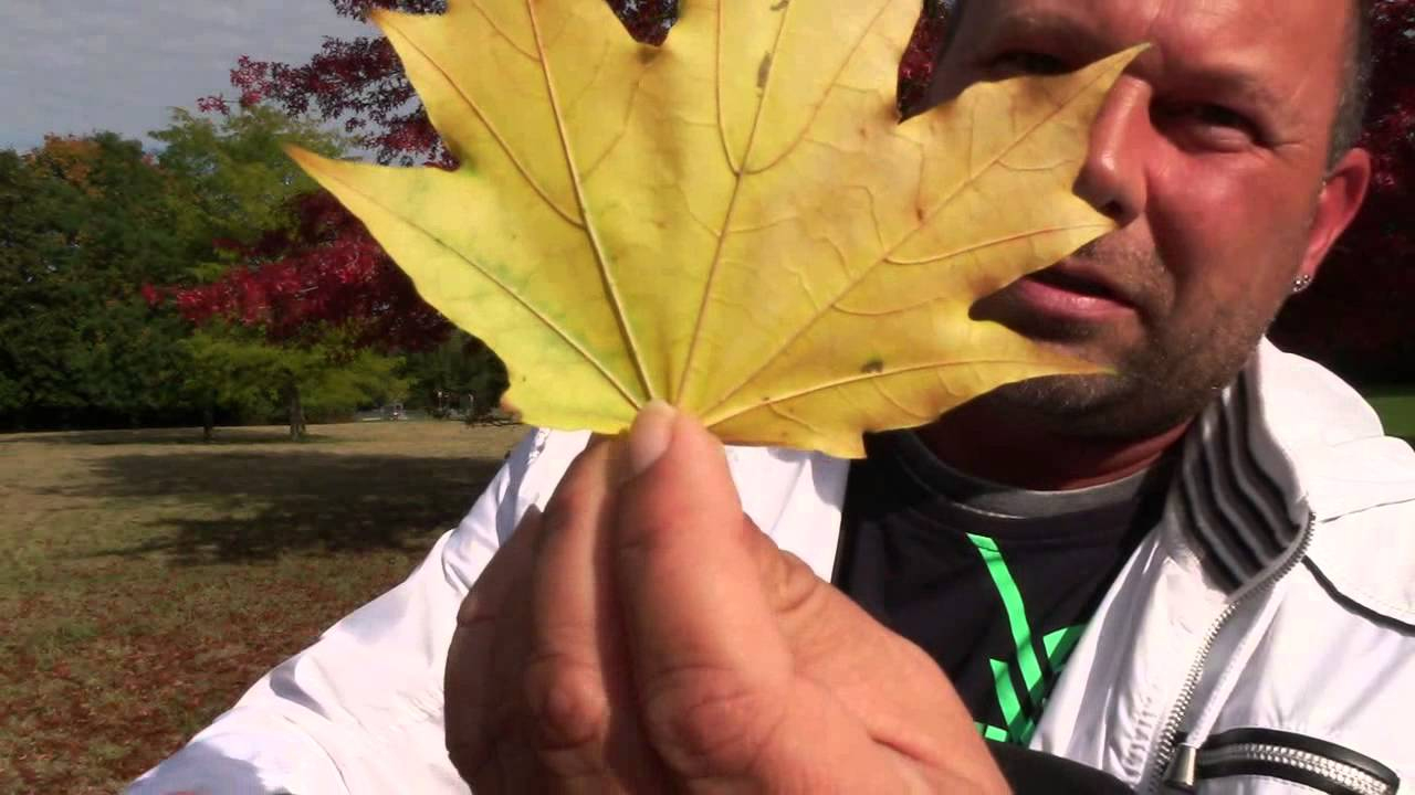 Herbst: Warum Werden Die Blätter Bunt Und Warum Fällt Das Laub Ab? bestimmt für Warum Werden Blätter Im Herbst Bunt