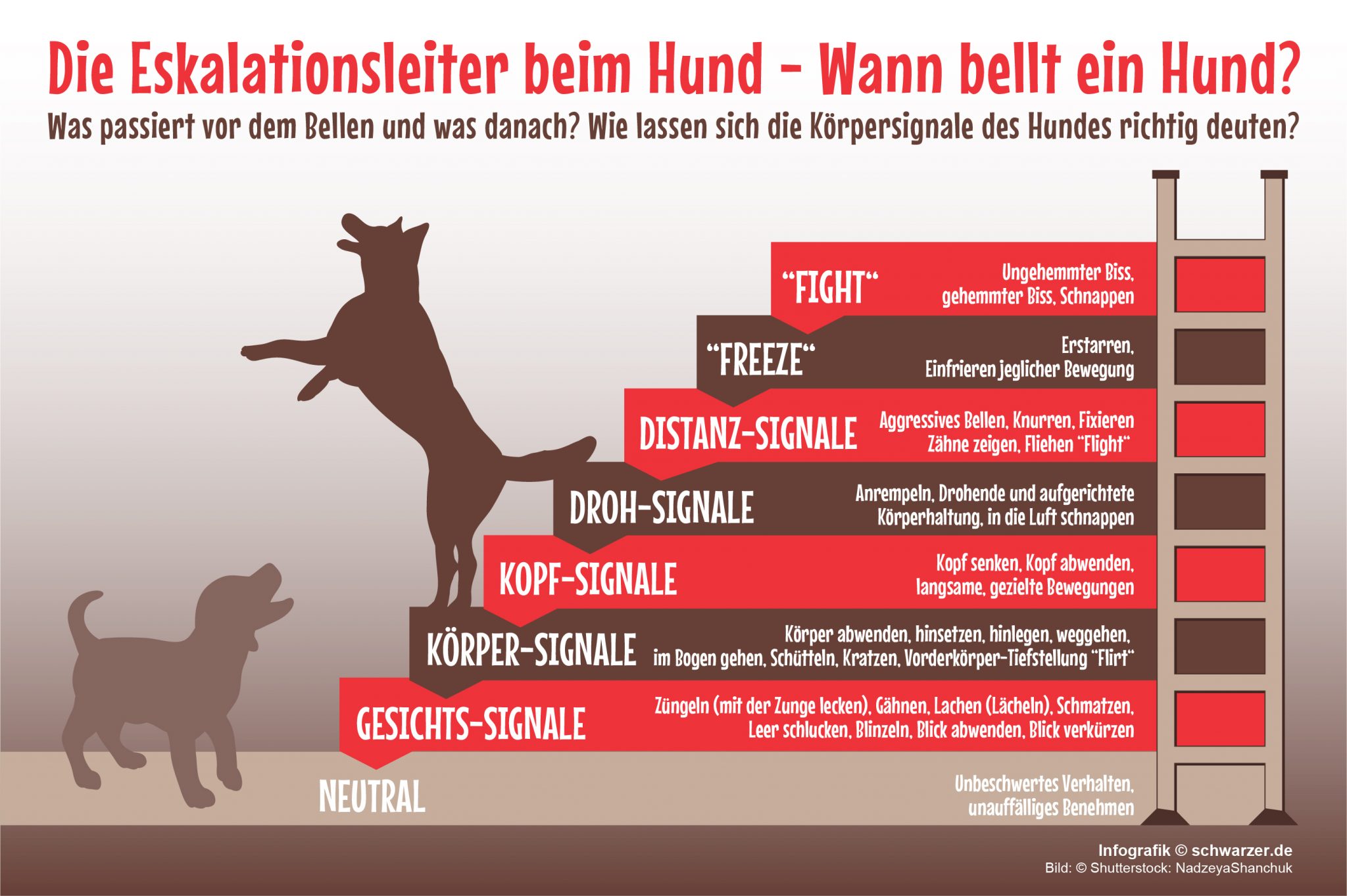 Hilfe! Mein Hund Bellt! 5 Tipps Gegen Häufiges Bellen für Warum Bellt