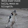 Hilfe! Mein Hund Bellt, Wenn Es Klingelt!, #bellt #hilfe mit Hund Bellen Abgewöhnen Wenn Es Klingelt