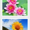 Hintergrundbilder Blumen Kostenlos Für Android - Apk für Blumenbild Kostenlos