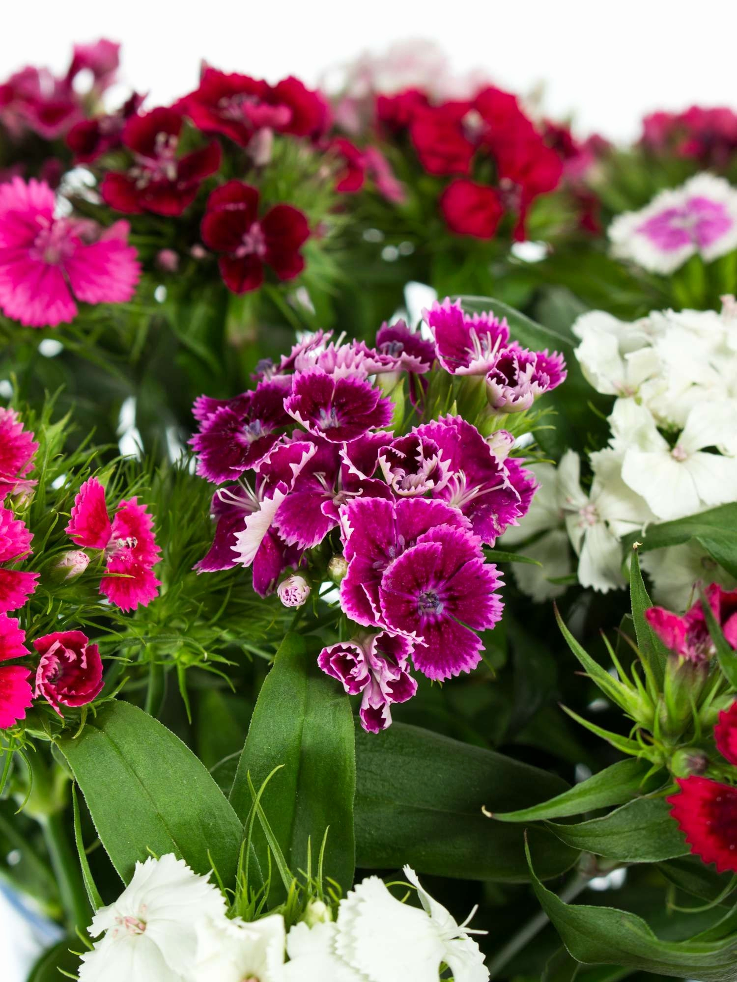 Hintergrundbilder Blumen Kostenlos Herunterladen Schön 35 für Bilder Blumen Kostenlos Downloaden