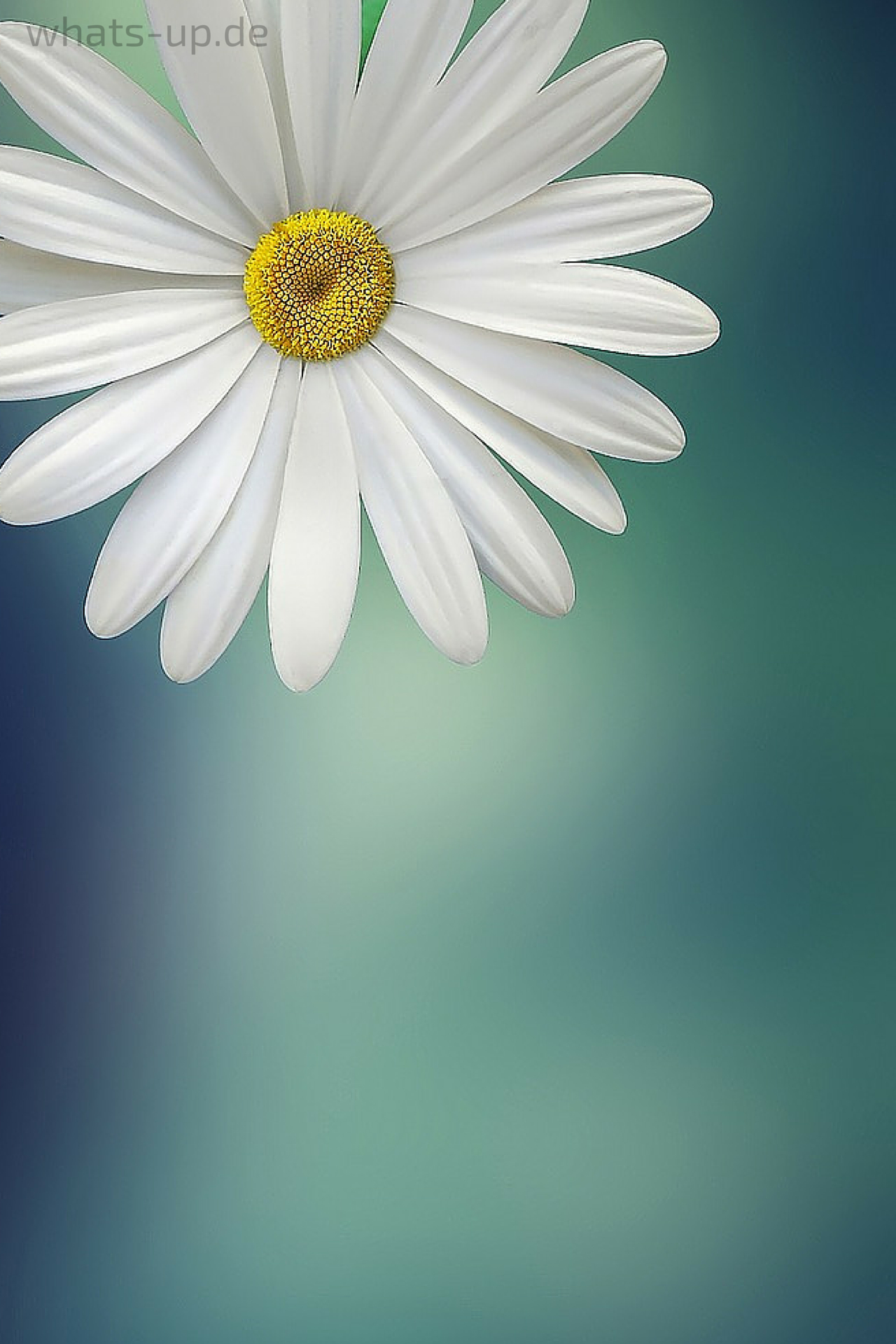 Hintergrundbilder Für Whatsapp Ändern – Hier Wallpaper mit Bilder Blumen Kostenlos Downloaden