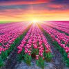Hintergrundbilder Hd: Hintergrundbilder Blumen Hd 2016 über Blumen Hintergrundbilder Kostenlos