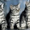 Hintergrundbilder Katzen Kostenlos mit Tierfotos Kostenlos
