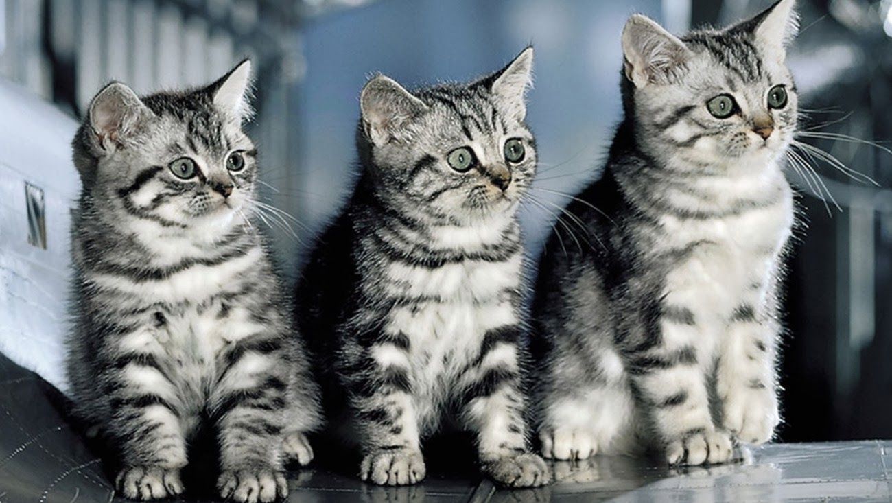 Hintergrundbilder Katzen Kostenlos über Tierbilder Gratis