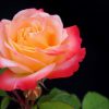Hintergrundbilder Kostenlos Rosen in Kostenlose Rosenbilder