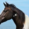 Hintergrundbilder Pferde Kostenlos bestimmt für Pferde Bilder Kostenlos Herunterladen