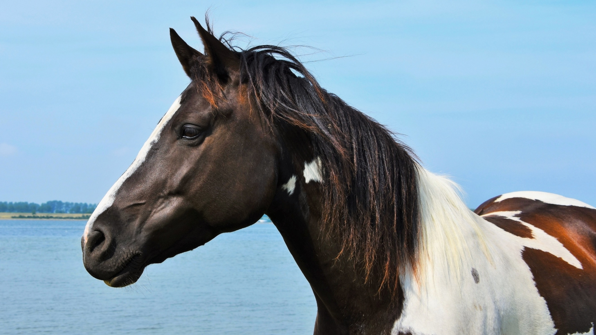 Hintergrundbilder Pferde Kostenlos bestimmt für Pferde Bilder Kostenlos Herunterladen