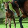 Horse Watching Their Firstborn (Mit Bildern) | Pferde innen Süße Pferde Bilder