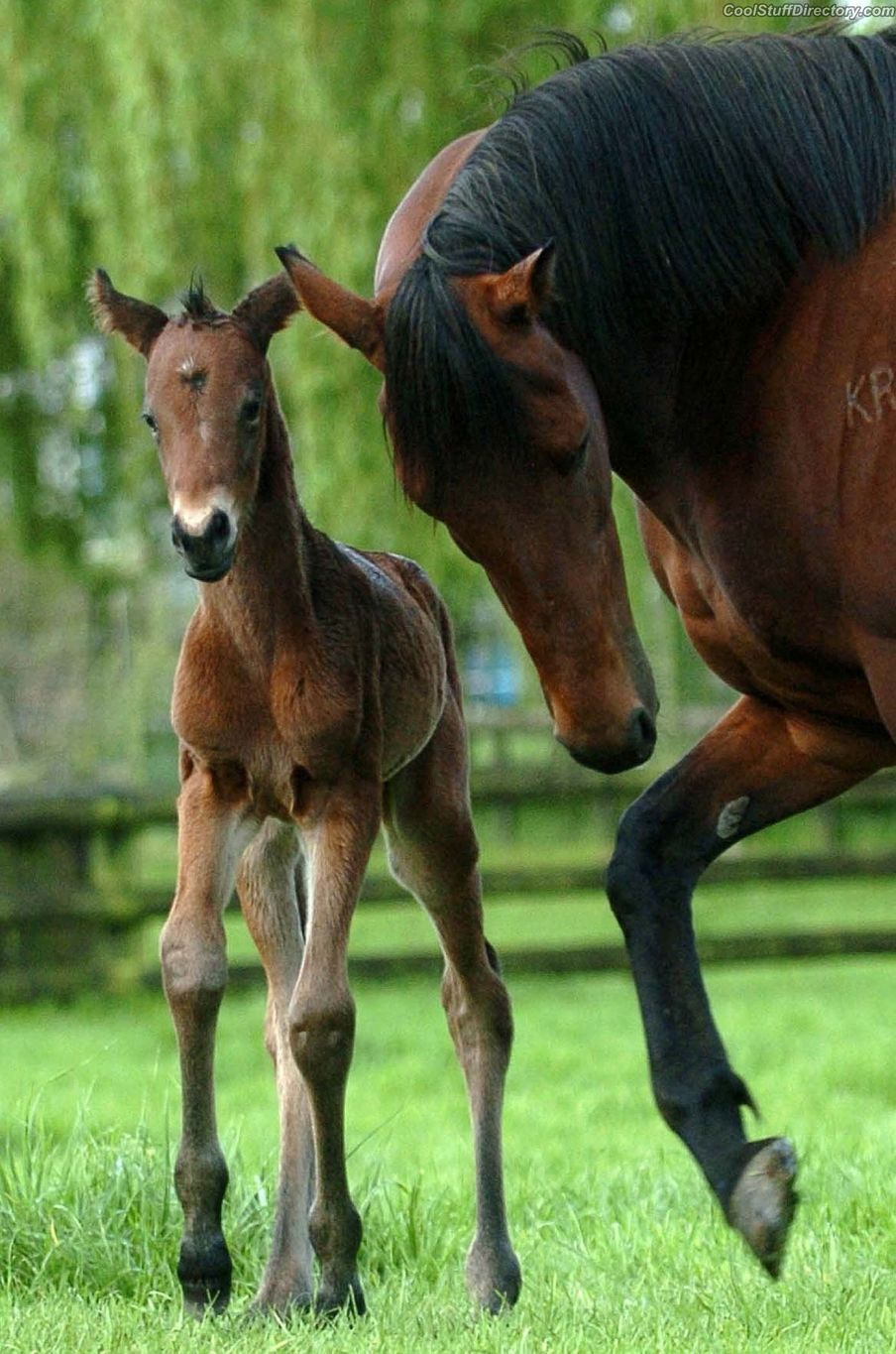Horse Watching Their Firstborn (Mit Bildern) | Pferde innen Süße Pferde Bilder