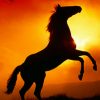 Horses And Sunset | Pferde, Pferde Silhouette, Pferde Malen bei Steigendes Pferd Zeichnen