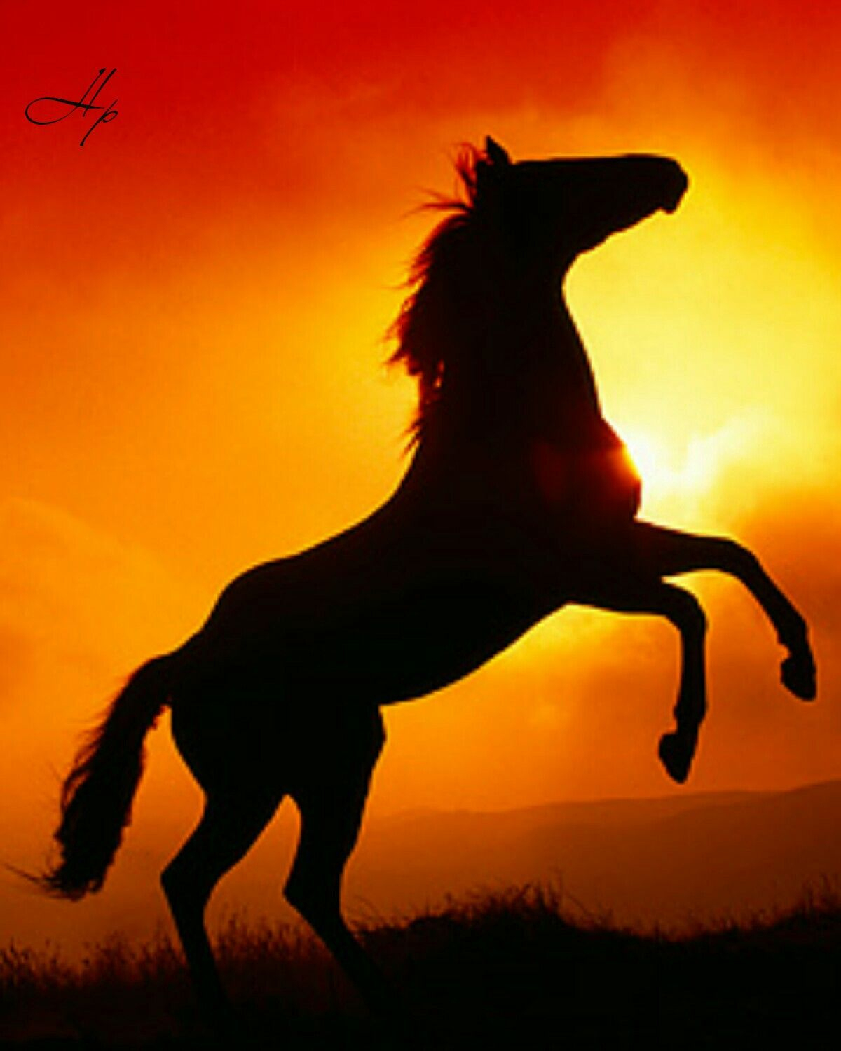 Horses And Sunset | Pferde, Pferde Silhouette, Pferde Malen bei Steigendes Pferd Zeichnen