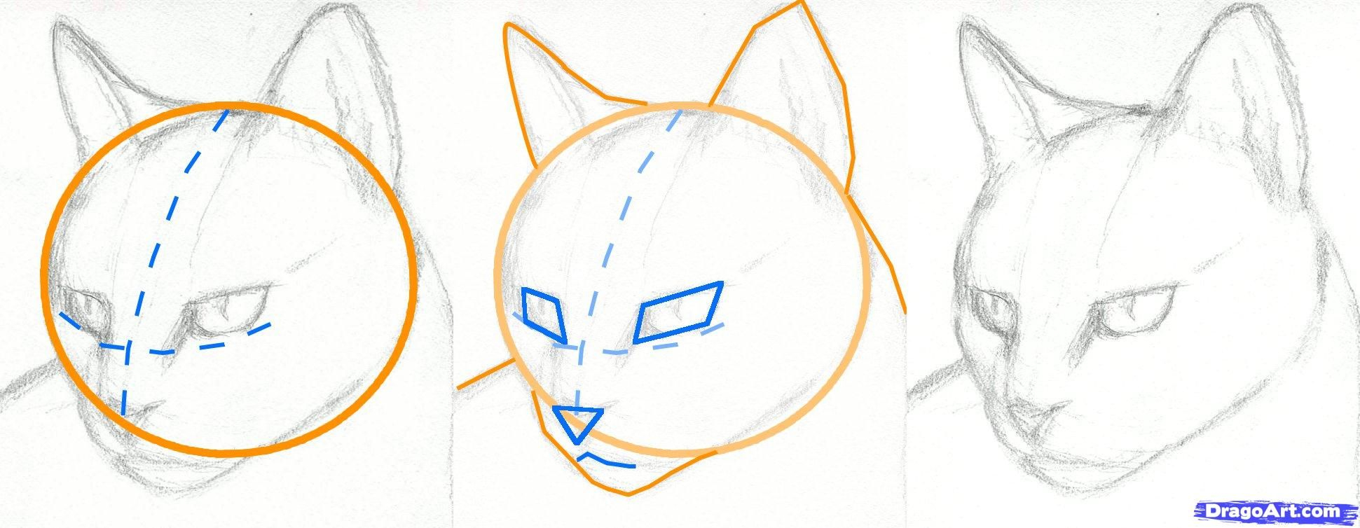 How To Draw A Cat Head, Draw A Realistic Cat By Finalprodigy ganzes