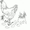 Huhn Laeuft Ausmalbild &amp; Malvorlage (Tiere) bei Ausmalbild Huhn