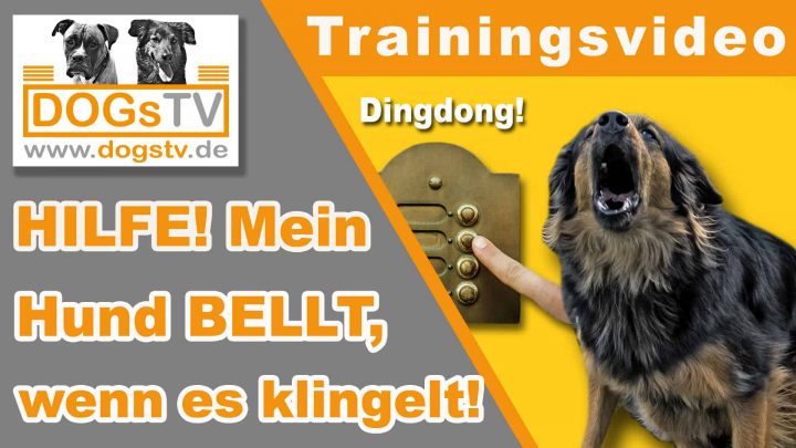 Hund Bellt, Wenn Es Klingelt / So Entspannt Dein Hund Bei Besuch für Warum Bellt Mein Hund Wenn Es Klingelt