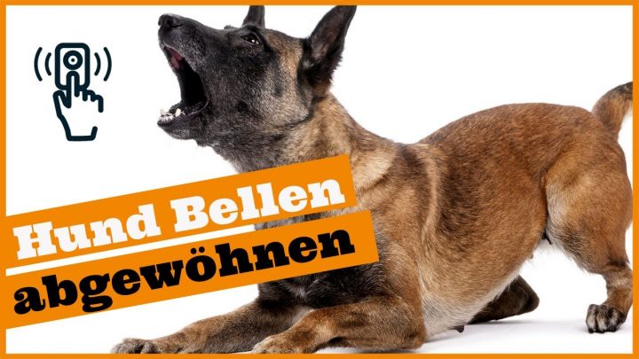 Hund Bellt Wenns Klingelt I So Entspannt Dein Hund Bei Besuch I