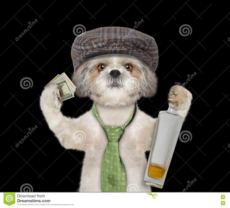 Hund, Der Spaß Hat Und Alkohol Trinkt Stockbild Bild Von ganzes Was
