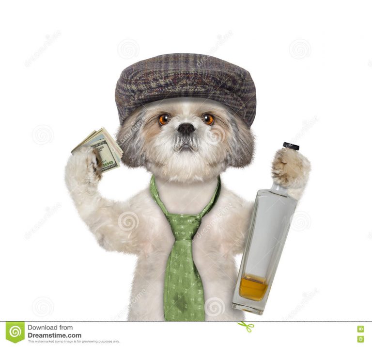 Hund, Der Spaß Hat Und Alkohol Trinkt Stockfoto Bild Von verwandt mit