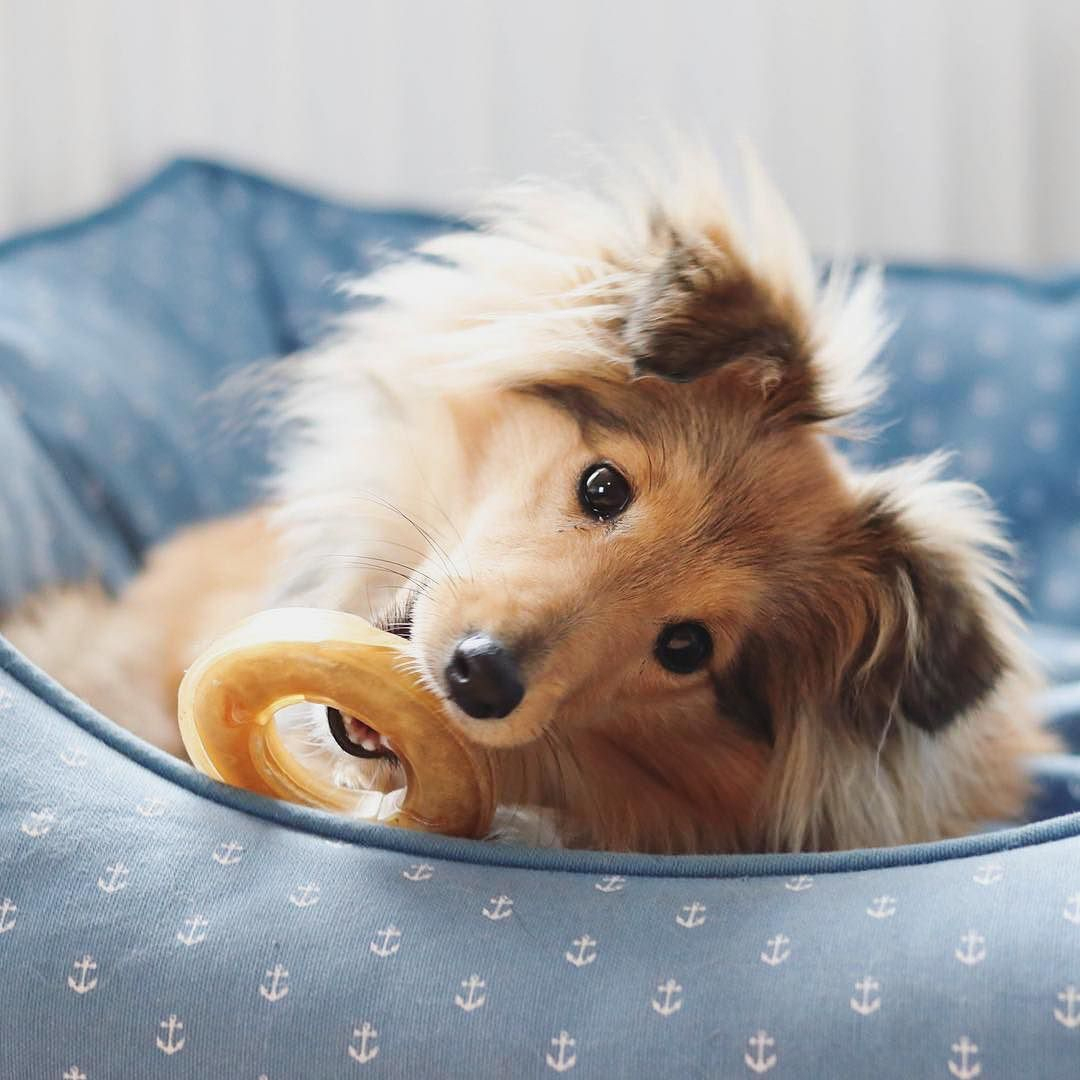 Hunde Bilder Kostenlos Ausdrucken Kostenlos | Bilder Und in Fotos Zum Ausdrucken Kostenlos