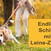 Hundeerziehung-Seminar: Schluss Mit Leine Ziehen, In 30 Minuten Leinenführig in Hund Zieht Stark An Der Leine Was Tun