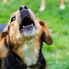Hunden Unnötiges Bellen Abgewöhnen: So Geht's in Hund Bellen Abgewöhnen Wenn Es Klingelt