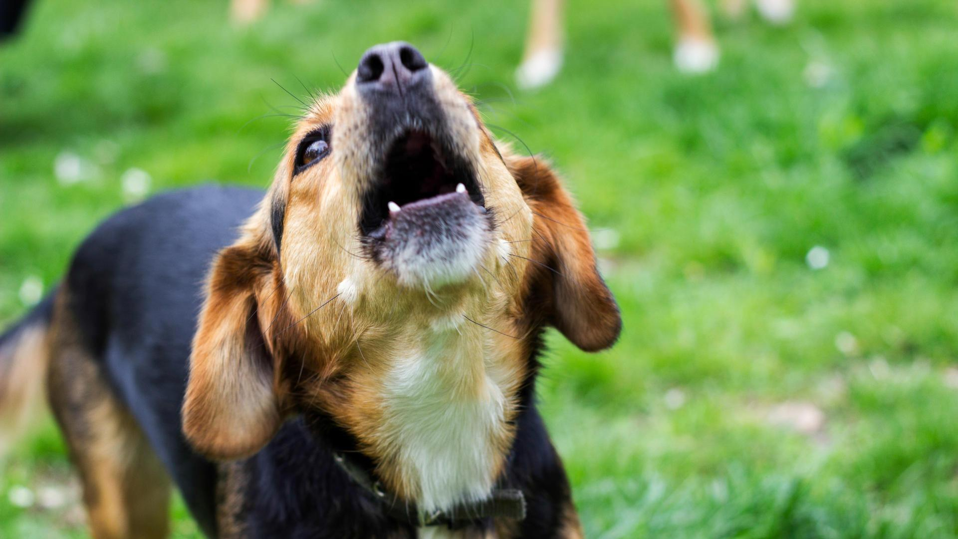 Hunden Unnötiges Bellen Abgewöhnen: So Geht's in Hund Bellen Abgewöhnen Wenn Es Klingelt